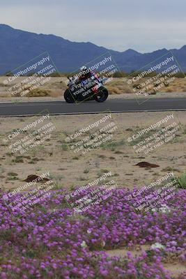 media/Jan-14-2023-SoCal Trackdays (Sat) [[497694156f]]/Turn 14 Exit Bloomig (145pm)/